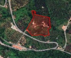 Terreno 1,5 ha con Azienda - Scandriglia | TR335