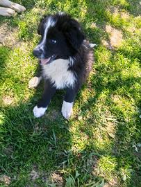 Border collie