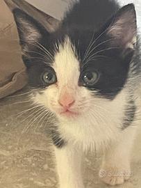 Gattino puccioso