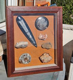 bacheca con fossili e minerali del Marocco
