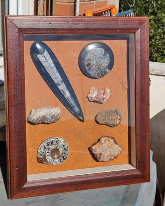 bacheca con fossili e minerali del Marocco