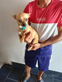femmina cihuahua 