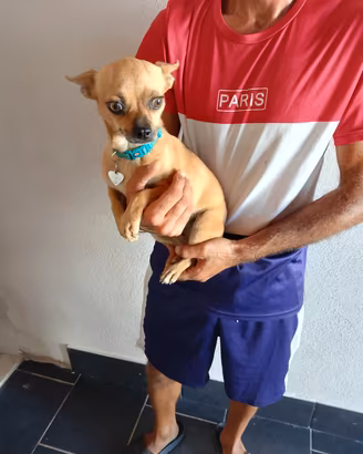 femmina cihuahua 