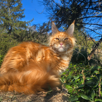 Maschio maine coon