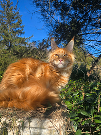 Maschio maine coon