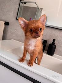 Maschietto chihuahua