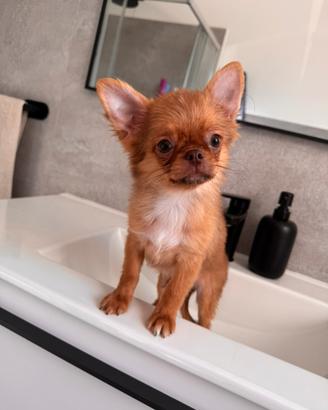Maschietto chihuahua