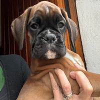 Cucciola Boxer Fulva
