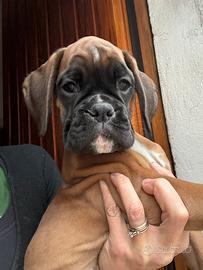 Cucciola Boxer Fulva