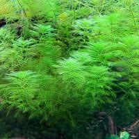 Myriophyllum Green – Pianta acquatica . 