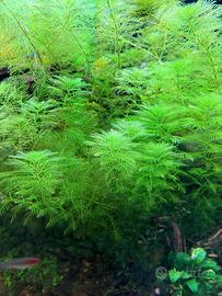 Myriophyllum Green – Pianta acquatica . 