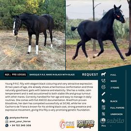 PRE mare black with blaze