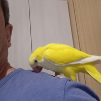 Torino pappagalli coppie produzione e allevati man