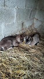 Disponibili cuccioli di capre