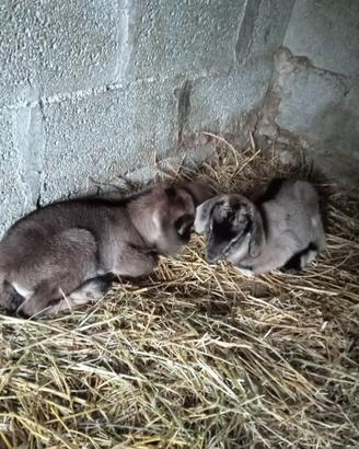 Disponibili cuccioli di capre