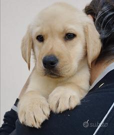 Cuccioli di labrador con pedigree