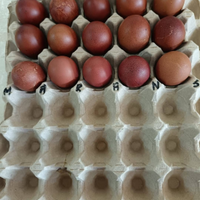 Disponibilità uova con fecondità testata