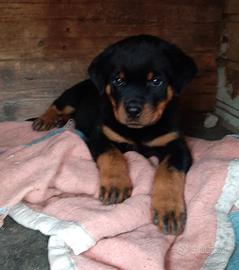 Rottweiler maschio,cucciolo con Pedigree