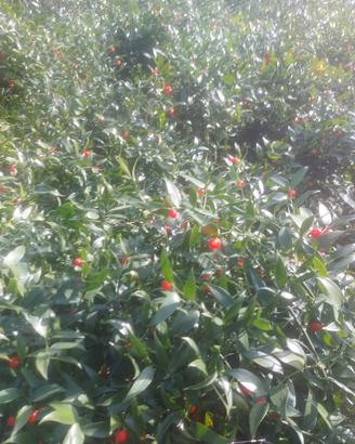 Piante di Ruscus 