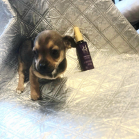 Dolcissima chihuahua toy