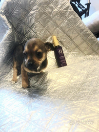 Dolcissima chihuahua toy