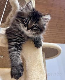 Gattina Persiana Doll Face(normotipo)