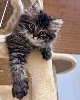 Gattina Persiana Doll Face(normotipo)