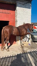 Cavallo quarter horse