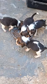 Cuccioli beagle