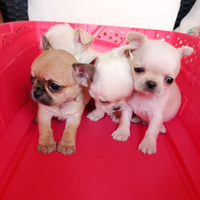 Chihuahua mignon