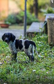Cuccioli di Bretone Bianco Nero