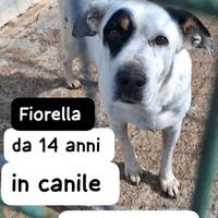 FIORELLA 14 ANNI taglia media