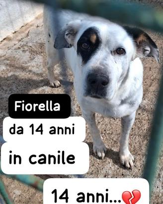 FIORELLA 14 ANNI taglia media