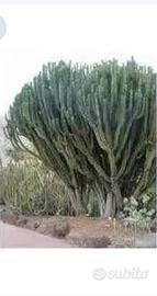 Piante grasse siciliane Euphorbia candelabrum