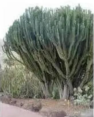 Piante grasse siciliane Euphorbia candelabrum