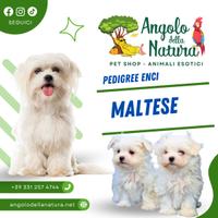 Cucciolo di Maltese maschi