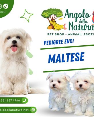 Cucciolo di Maltese maschi