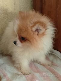 Spitz nano cuccioli