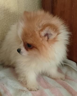 Spitz nano cuccioli