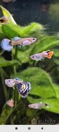 Pesci tropicali guppy
