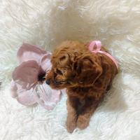 Splendida cucciola di Barboncino Nano color Red