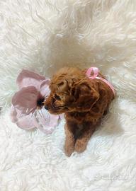 Splendida cucciola di Barboncino Nano color Red