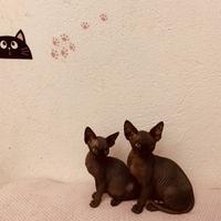 Sphynx disponibili a Ceriale (SV) con pedigree