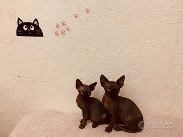 Sphynx disponibili a Ceriale (SV) con pedigree