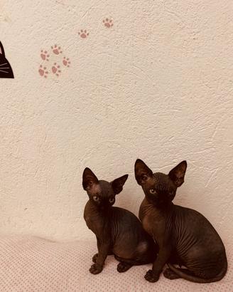 Sphynx disponibili a Ceriale (SV) con pedigree