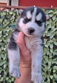 Siberyan Husky 