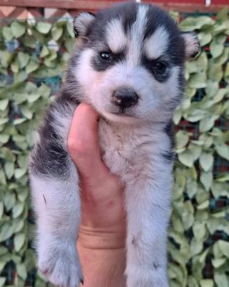 Siberyan Husky 