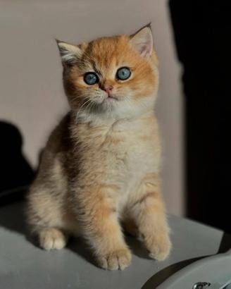 Cuccioli di british shorthair golden NY12