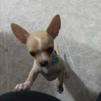 Chihuahua cuccioli