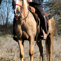 Cavalla /doppio pony /pony games